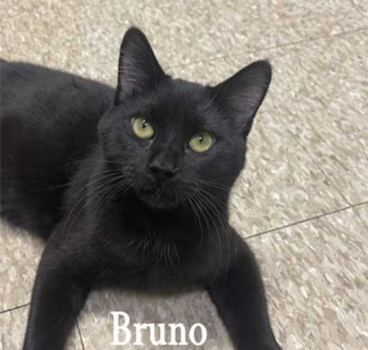 Photo of Bruno