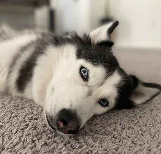 Photo of Sakara
