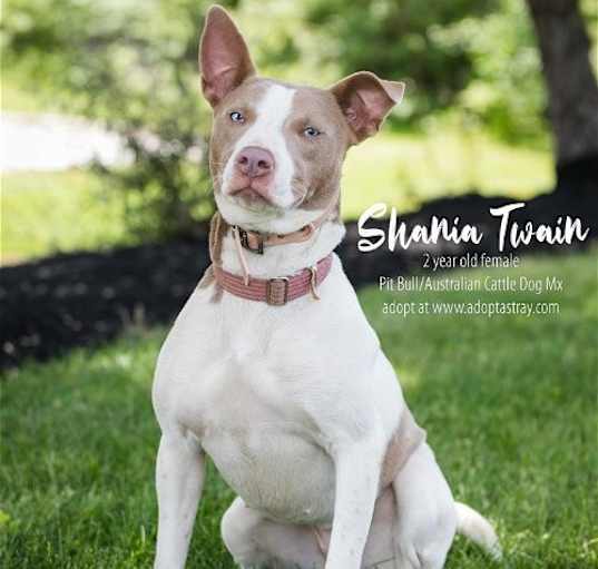 Photo of Shaina Twain