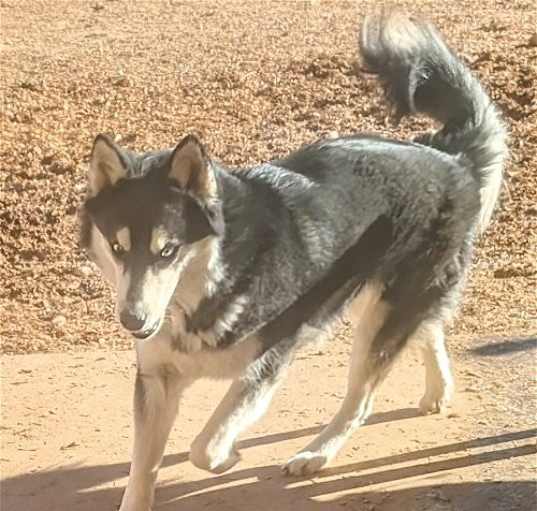 Photo of HUSKER