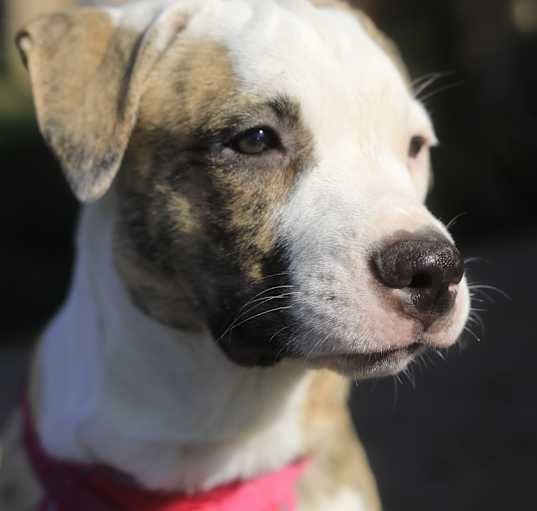 Photo of Cinnamon