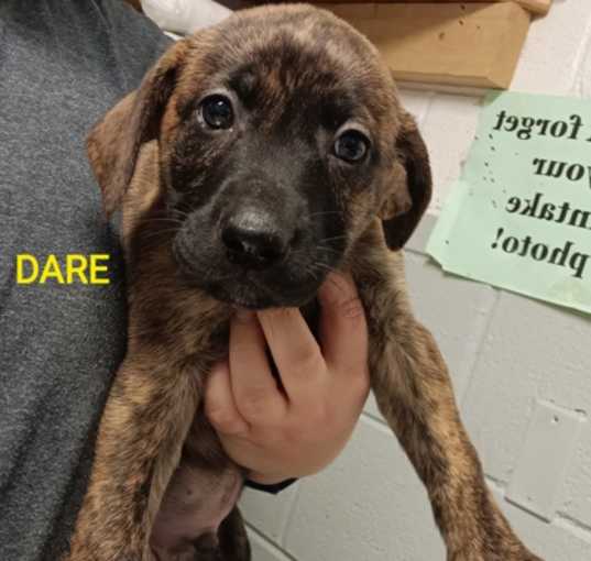 Photo of DARE