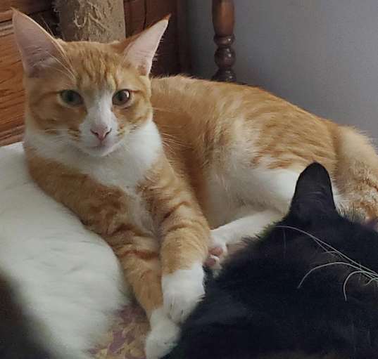 Photo of Cuddles (bonded to Squeaker)