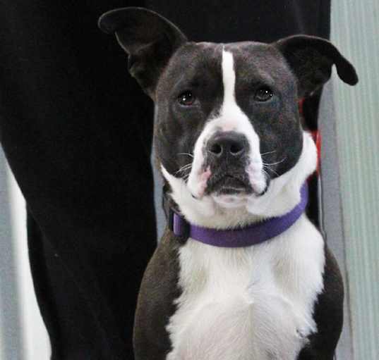 Photo of Tuffy