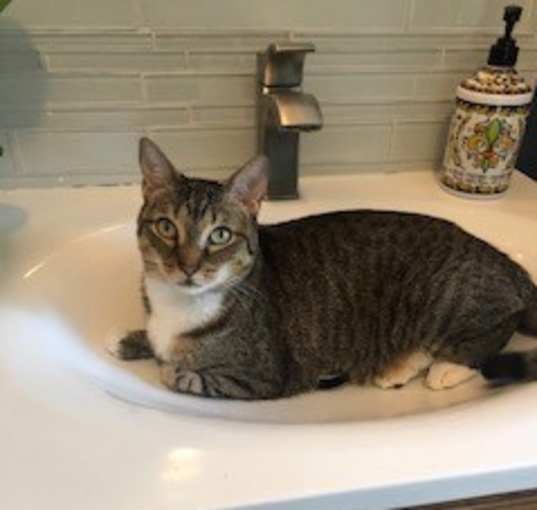 Photo of Kitty