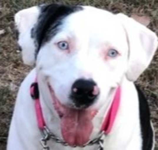 Photo of Ellie - Catahoula
