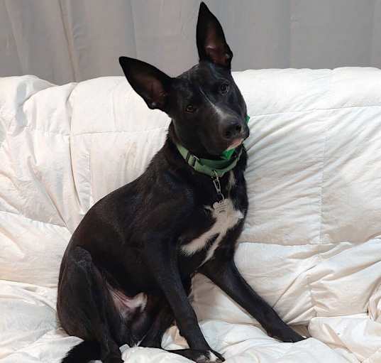 Photo of Licorice