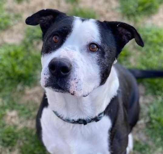 Photo of Toby (CP)