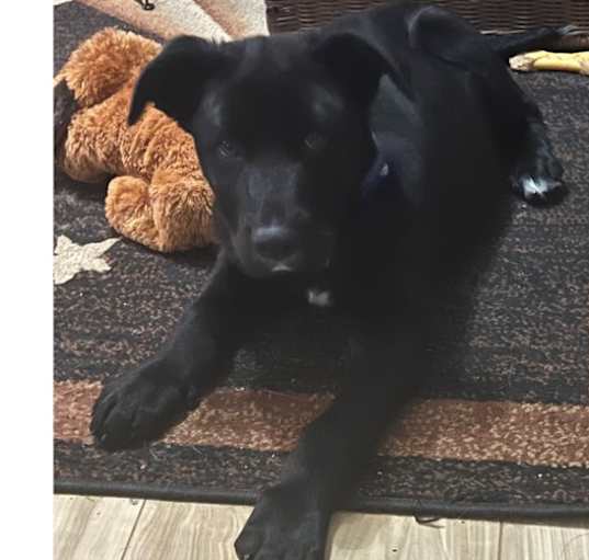 Photo of Lucky Litter: Gunnar