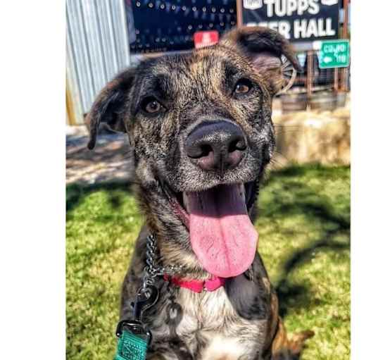 Photo of Batpups: Gordon PKA Mr. Beans