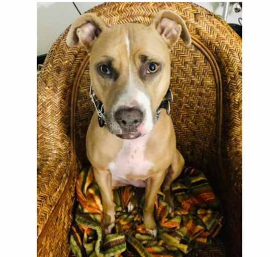 Photo of Nala
