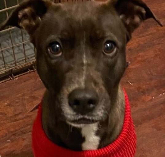 Photo of Roxy (CP)