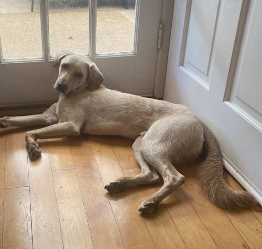 Photo of Beau
