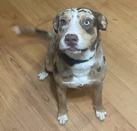 Photo of Whiskey