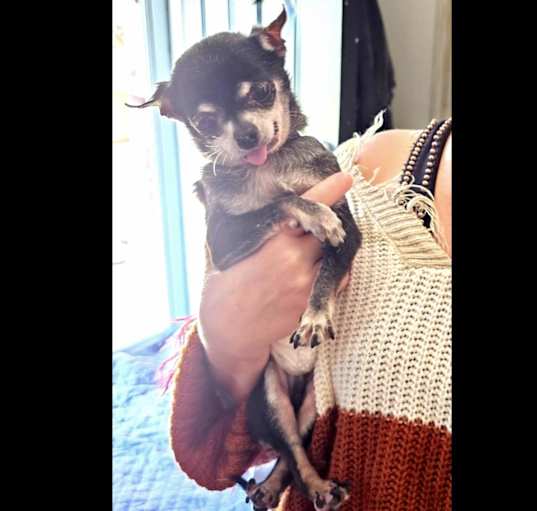 Photo of Pip