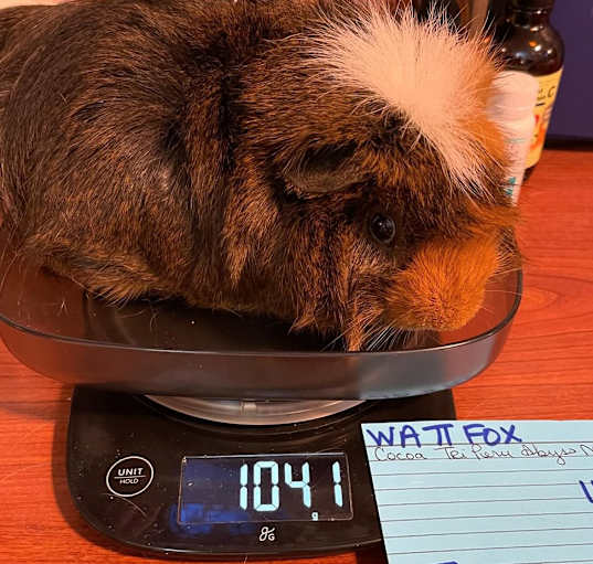 Photo of Wattfox