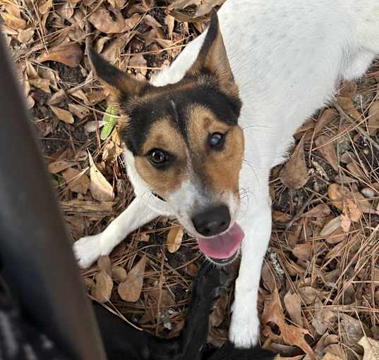 Photo of Chato