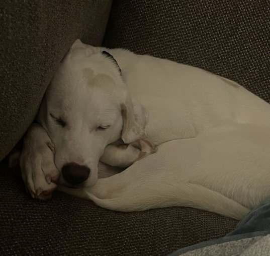 Photo of Thor