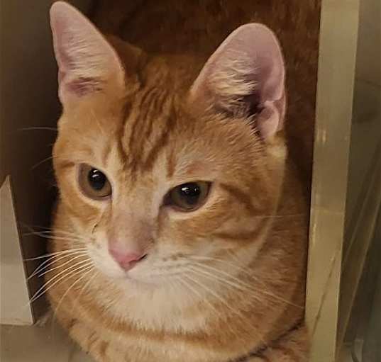 Photo of Teddy