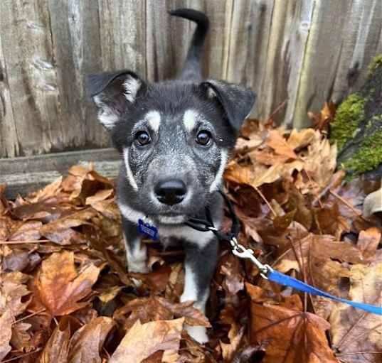 Photo of Indie - Sweet Shep mix pup