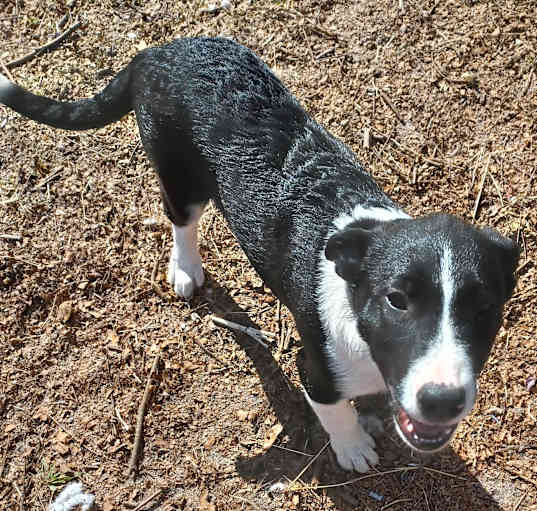 Photo of Puppy2