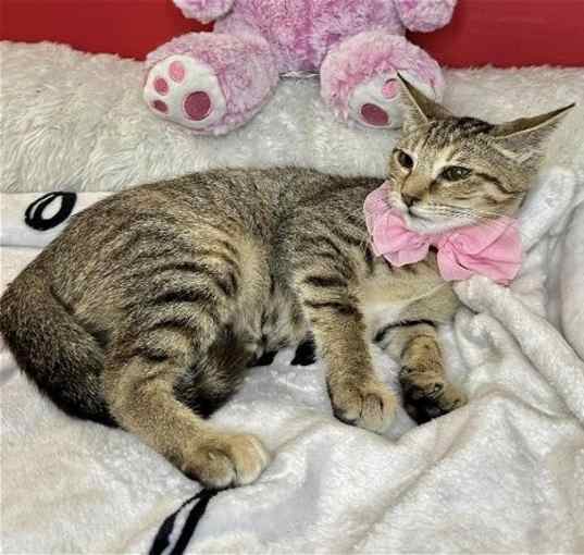 Photo of GIGI