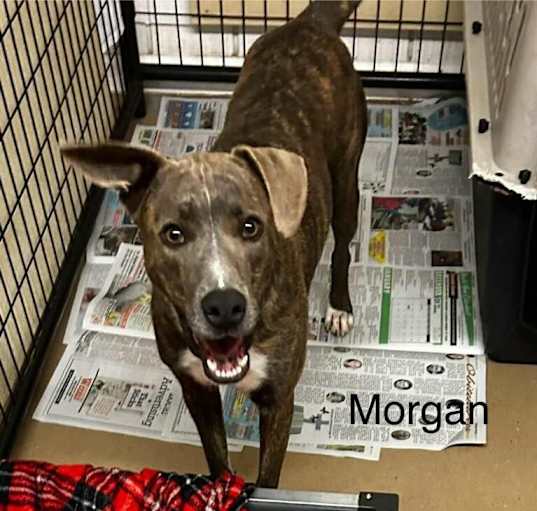 Photo of Captain Morgan