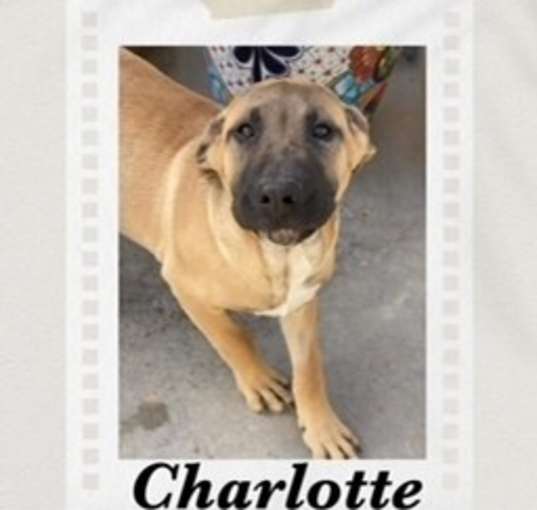 Photo of Charlotte