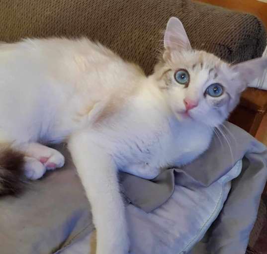 Photo of Daphne (bonded to Dalilah)
