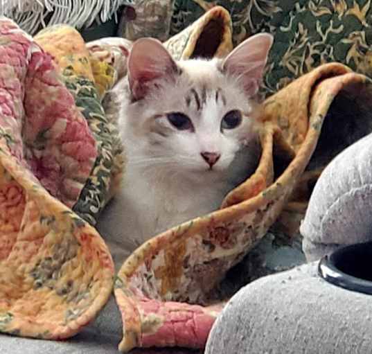Photo of Dalilah (bonded to Daphne)