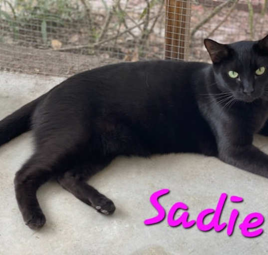 Photo of Sadie