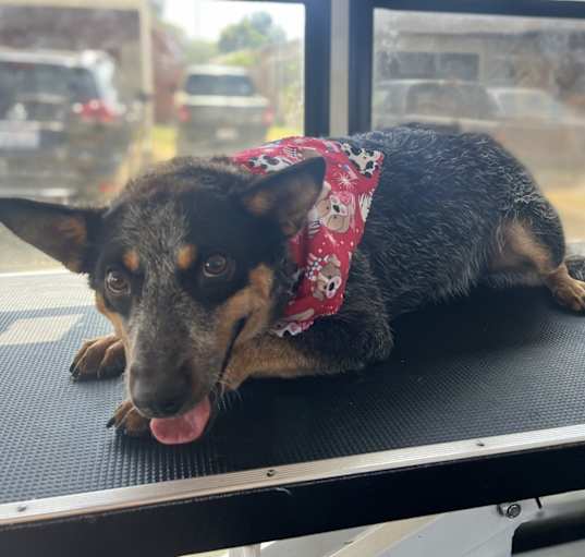 Photo of Daisy