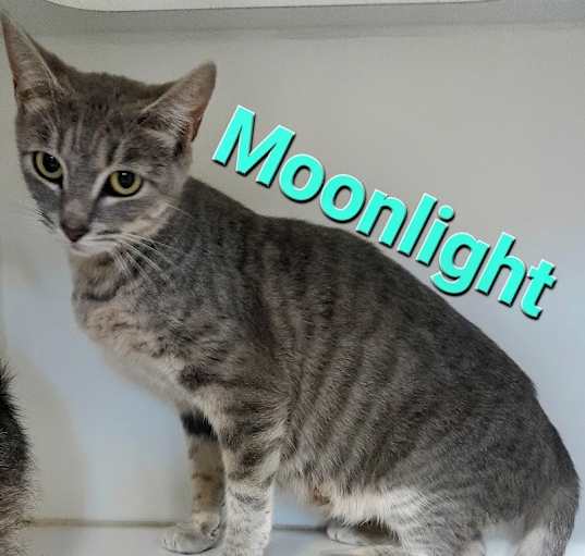Photo of Moonlight
