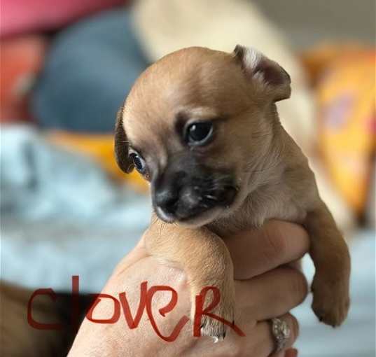 Photo of Clover - Little Itty Bitty Pup