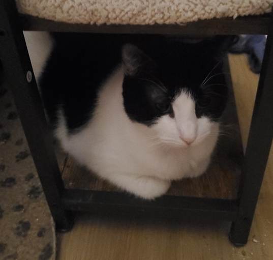 Photo of Missy