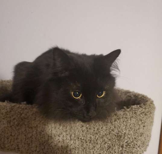 Photo of Tippy