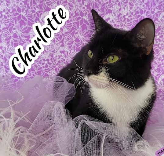 Photo of Charlotte