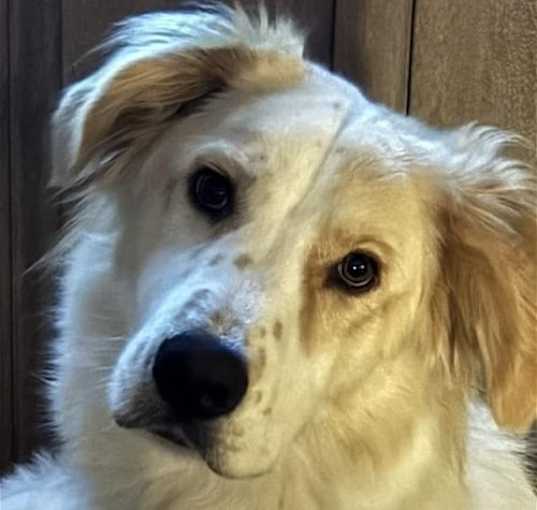 Photo of Chester