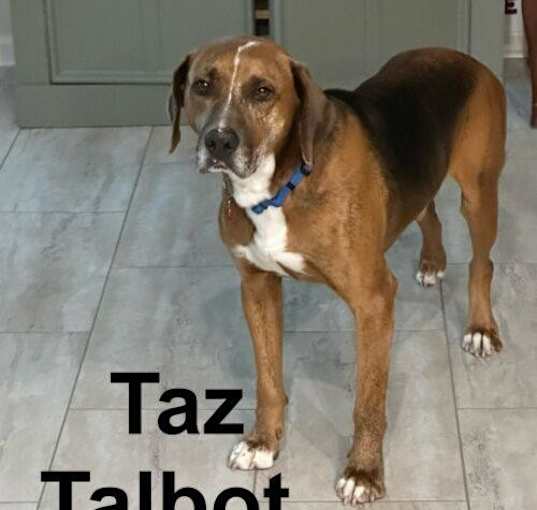 Photo of Taz Talbot