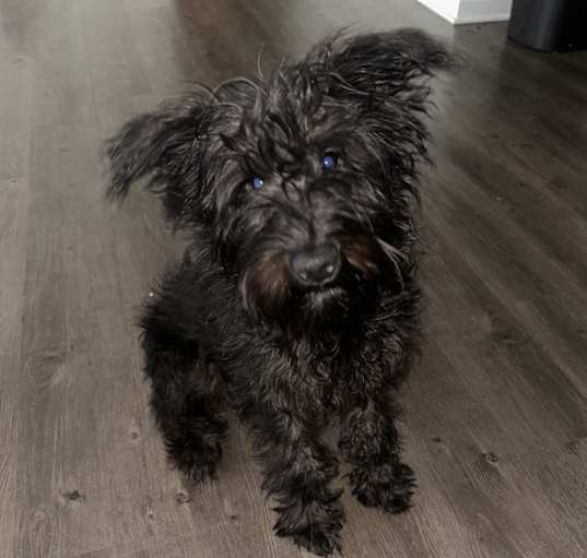 Photo of Bleu