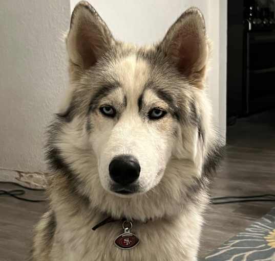 Photo of Koda