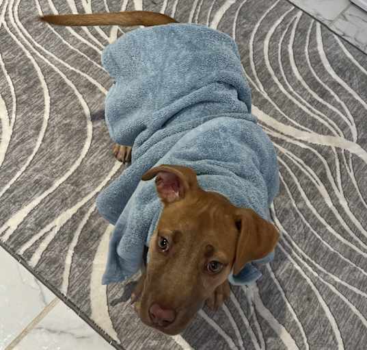 Photo of Nala
