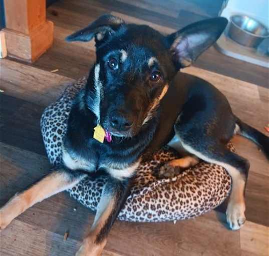 Photo of Baby - Amazing Shepherd Pup