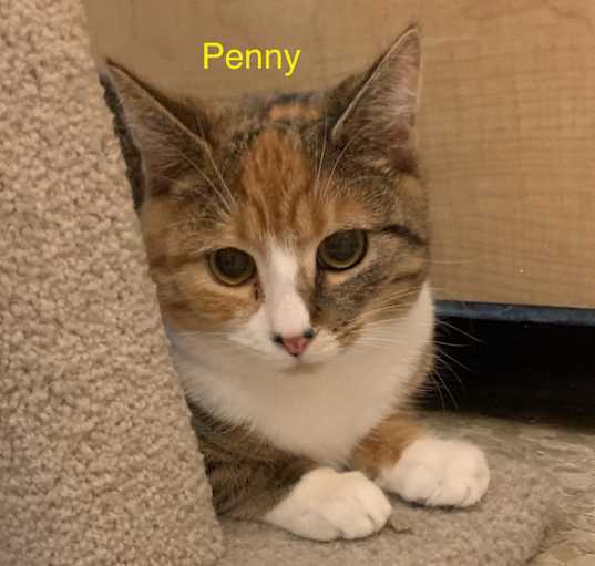 Photo of Penny