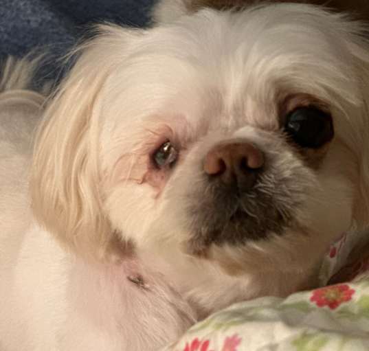 Photo of PAISLEY