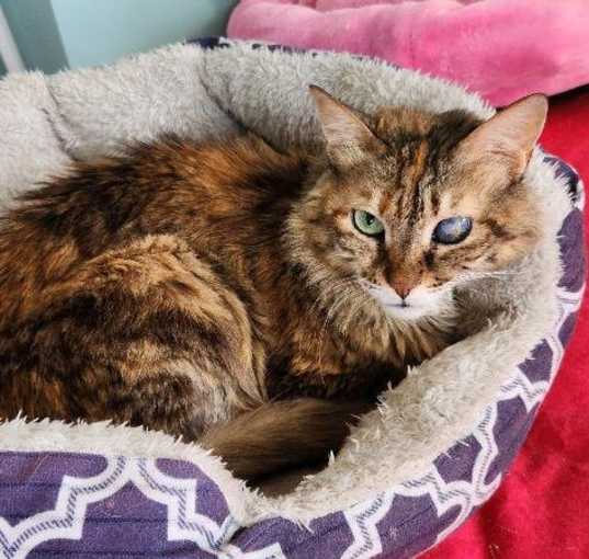 Photo of Layla