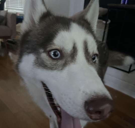 Photo of Teddy