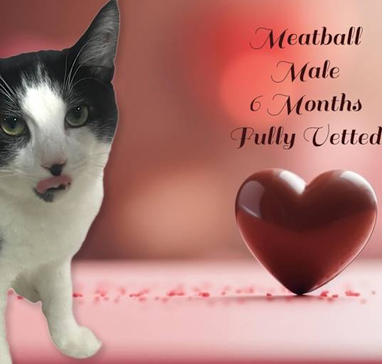 Photo of Meatball