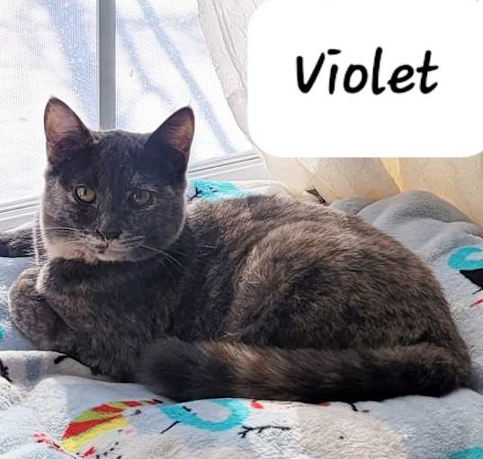Photo of Violet