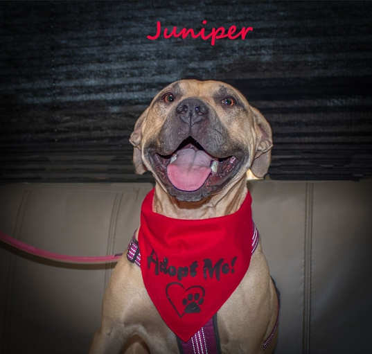 Photo of Juniper